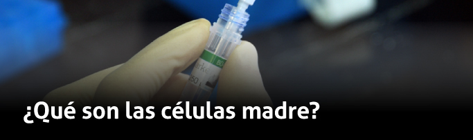 ¿Qúe son las células madre?