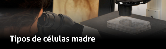 Tipos de células madre