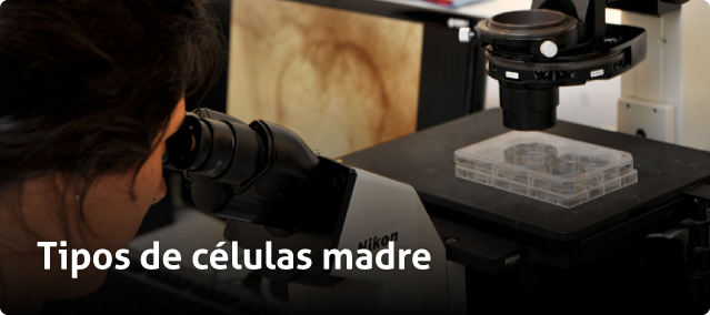 tipos_celulas_madre